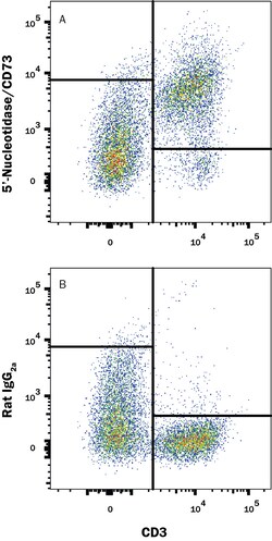Mouse 5'-Nucleotidase/CD73 Antibody, R D Systems 100ug; Unlabeled:Antibodies,