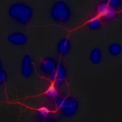 Neuron-specific beta-III Tubulin NorthernLights NL557-conjugated Antibody,