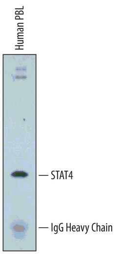 Human/Mouse STAT4 Antibody, R D Systems 200&mu;L; Unlabeled:Antibodies,