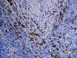 Human DLEC/CLEC4C/BDCA-2 Antibody, R D Systems 100ug; Unlabeled:Antibodies,