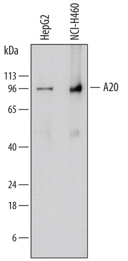Human A20/TNFAIP3 Antibody, R D Systems 25&mu;g; Unlabeled:Antibodies,
