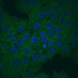 Human ABCG2 Antibody, R D Systems 100&mu;g:Antibodies, Monoclonal