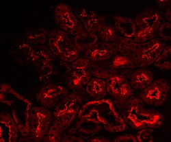 Mouse ACE/CD143 Antibody, R D Systems 100&mu;g; Unlabeled:Antibodies, Polyclonal