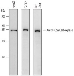 Human/Mouse/Rat Acetyl-CoA Carboxylase alpha/ACACA Antibody, R D Systems 100 &mu;g | Buy Online | R&D Systems | Fisher Scientific