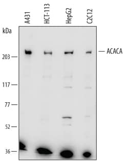 Human/Mouse Acetyl-CoA Carboxylase alpha/ACACA Antibody, R D Systems 100ug;