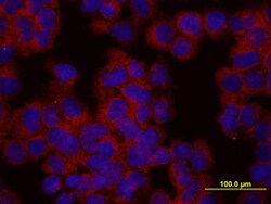 Human/Mouse/Rat Actin Antibody, R D Systems 25&mu;g; Unlabeled:Antibodies,