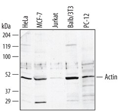 Human/Mouse/Rat Actin Antibody, R D Systems 25&mu;g; Unlabeled:Antibodies,