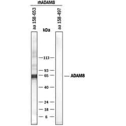 Human ADAM8 aa 498-653 Antibody, R D Systems 25&mu;g; Unlabeled:Antibodies,