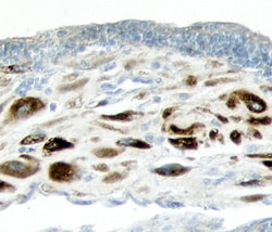 Human ADAMTS1 Propeptide Antibody, R D Systems 100&mu;g; Unlabeled:Antibodies,