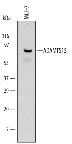 Human ADAMTS15 Antibody, R D Systems 25&mu;g; Unlabeled:Antibodies, Monoclonal