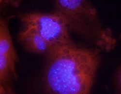 Mouse Adiponectin/Acrp30 Antibody, R D Systems 25&mu;g; Unlabeled:Antibodies,