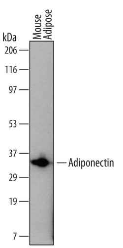 Mouse Adiponectin/Acrp30 Antibody, R D Systems 25&mu;g; Unlabeled:Antibodies,