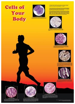 American Educational Products Cells of Your Body Poster Cells of Your Body