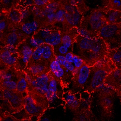 Human Afadin/AF-6 Antibody, R D Systems 100 &mu;g | Buy Online | R&D Systems | Fisher Scientific
