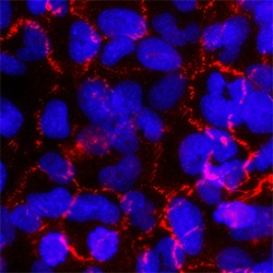 Human Afadin/AF-6 Antibody, R D Systems 100&mu;g; Unlabeled:Antibodies,