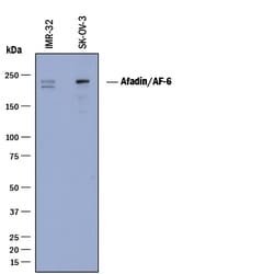 Human Afadin/AF-6 Antibody, R D Systems 100&mu;g; Unlabeled:Antibodies,