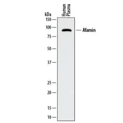 Human Afamin Antibody, R D Systems 25&mu;g; Unlabeled:Antibodies, Monoclonal
