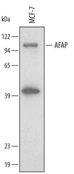 Human AFAP Antibody, R D Systems 25&mu;g; Unlabeled:Antibodies, Polyclonal
