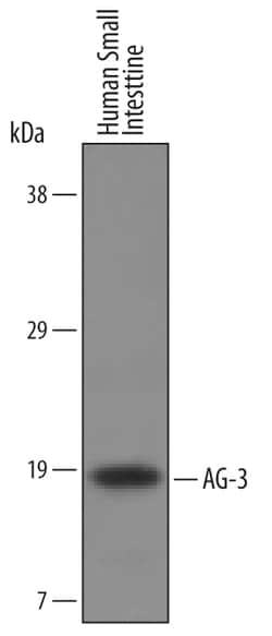 Human AG-3 Antibody, R D Systems 25&mu;g; Unlabeled:Antibodies, Polyclonal