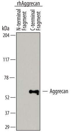 Human Aggrecan (ADAMTS5-cleaved) Antibody, R D Systems 100ug; Unlabeled:Antibodies,