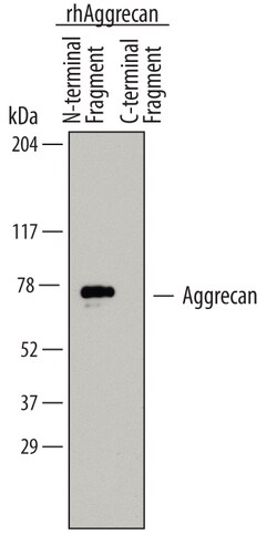 Human Aggrecan (ADAMTS5-cleaved) Antibody, R D Systems 25&mu;g; Unlabeled:Antibodies,