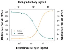 Rat Agrin Antibody, R D Systems 100 &mu;g | Buy Online | R&D Systems | Fisher Scientific
