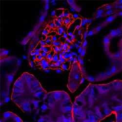 Rat Agrin Antibody, R D Systems 100 &mu;g | Buy Online | R&D Systems | Fisher Scientific