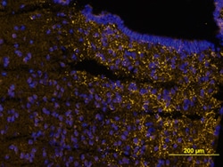 Mouse AgRP/ART Antibody, R D Systems 100&mu;g; Unlabeled:Antibodies, Polyclonal