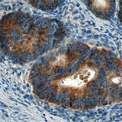 Human/Mouse/Rat AIF Antibody, R D Systems 100&mu;g; Unlabeled:Antibodies,