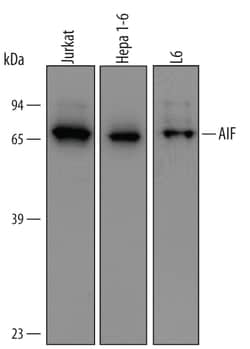 Human/Mouse/Rat AIF Antibody, R D Systems 100&mu;g; Unlabeled:Antibodies,