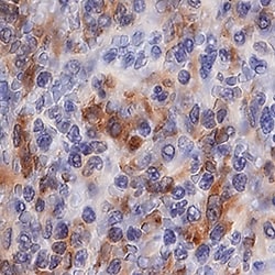 Human AIF-1/Iba1 Antibody, R&D Systems™