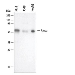Human Ajuba Antibody, R D Systems 100&mu;g; Unlabeled:Antibodies, Polyclonal