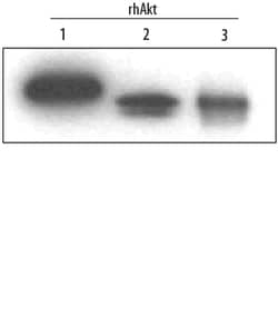 Human/Mouse/Rat Akt Pan Specific Antibody, R D Systems 100ug; Unlabeled:Antibodies,