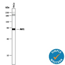 Human/Mouse/Rat Akt1 Antibody, R D Systems 50&mu;g; Unlabeled:Antibodies,