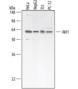 Human/Mouse/Rat Akt1 Antibody, R D Systems 50&mu;g; Unlabeled:Antibodies,