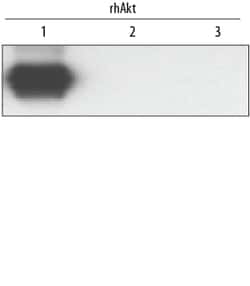 Human/Mouse/Rat Akt1 Antibody, R D Systems 50&mu;g; Unlabeled:Antibodies,