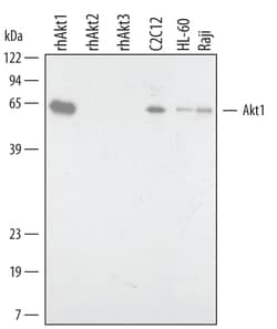 Human/Mouse/Rat Akt1 Antibody, R D Systems 25&mu;g; Unlabeled:Antibodies,