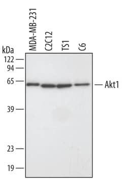 Human/Mouse/Rat Akt1 Antibody, R D Systems 25&mu;g; Unlabeled:Antibodies,