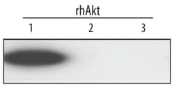 Human/Mouse/Rat Akt1 Antibody, R D Systems 25&mu;g; Unlabeled:Antibodies,