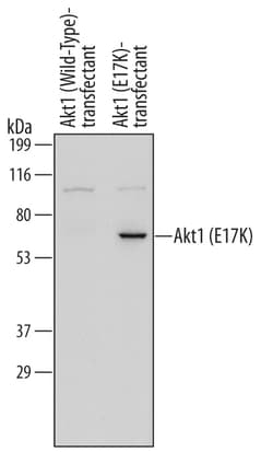 Human Akt1 (E17K Mutation) Antibody, R D Systems 25&mu;g; Unlabeled:Antibodies,