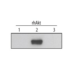 Human/Mouse/Rat Akt2 Antibody, R D Systems 50&mu;g; Unlabeled:Antibodies,