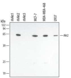 Human/Mouse/Rat Akt2 Antibody, R D Systems 25&mu;g; Unlabeled:Antibodies,