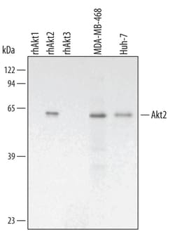 Human/Mouse/Rat Akt2 Antibody, R D Systems 25&mu;g; Unlabeled:Antibodies,