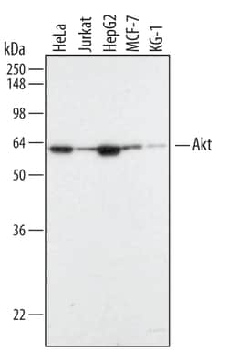 Human Akt Pan Specific Antibody, R D Systems 50&mu;g; Unlabeled:Antibodies,