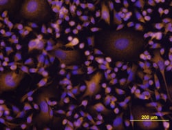 Human/Mouse/Rat Akt Pan Specific Antibody, R D Systems 100ug; Unlabeled:Antibodies,