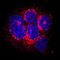 Human/Mouse Serum Albumin Antibody, R D Systems:Antibodies:Primary Antibodies