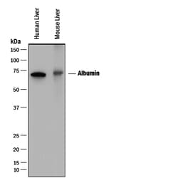 Human/Mouse Serum Albumin Antibody, R D Systems:Antibodies:Primary Antibodies