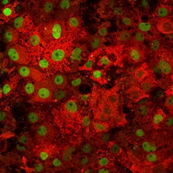 Human Serum Albumin Antibody, R D Systems 100ug; Unlabeled:Antibodies,