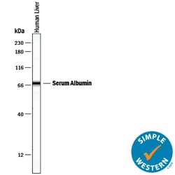 Human Serum Albumin Antibody, R D Systems 100ug; Unlabeled:Antibodies,