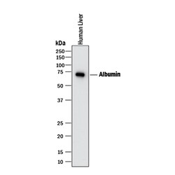 Human Serum Albumin Antibody, R D Systems 100ug; Unlabeled:Antibodies,